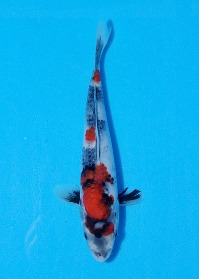 22cm Showa (Sekiguchi) REF - JUN100