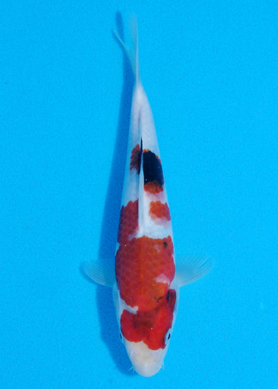 22cm Showa (Sekiguchi) REF - JUN101