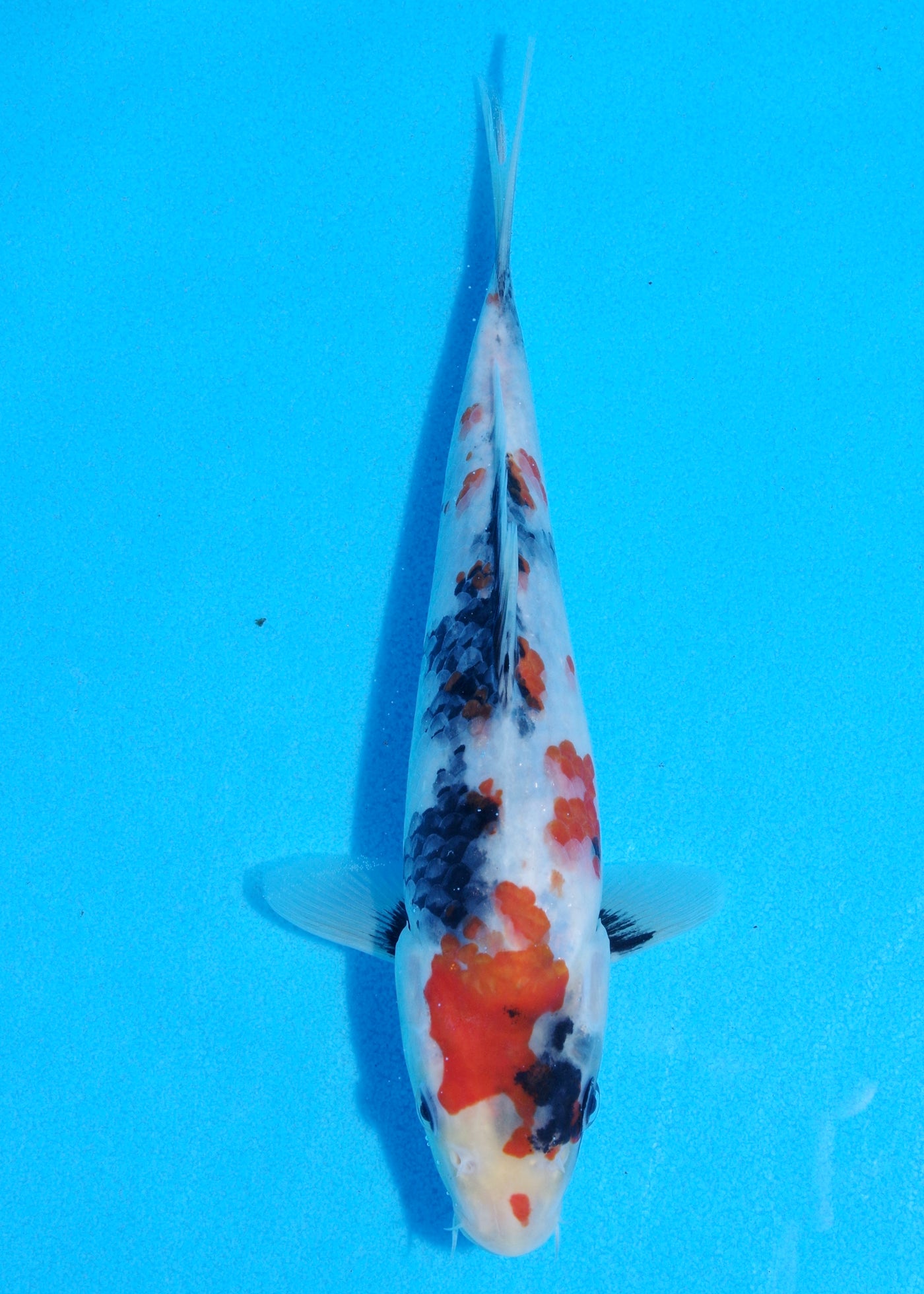 22cm Showa (Sekiguchi) REF - JUN102