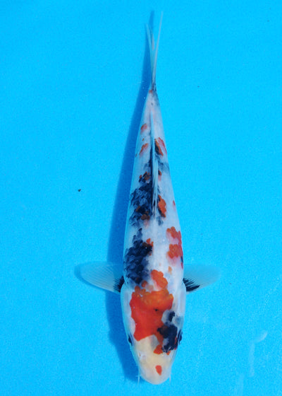 22cm Showa (Sekiguchi) REF - JUN102