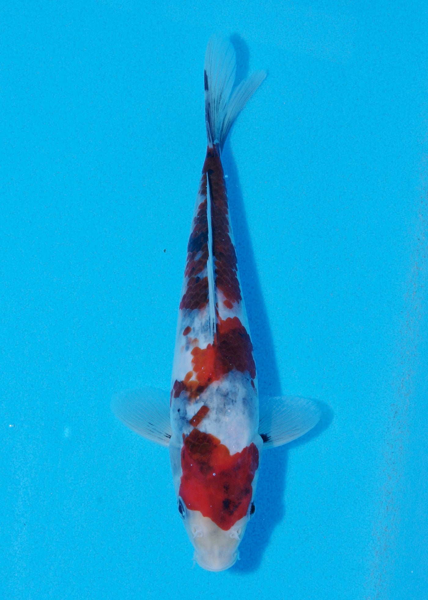22cm Showa (Sekiguchi) REF - JUN103