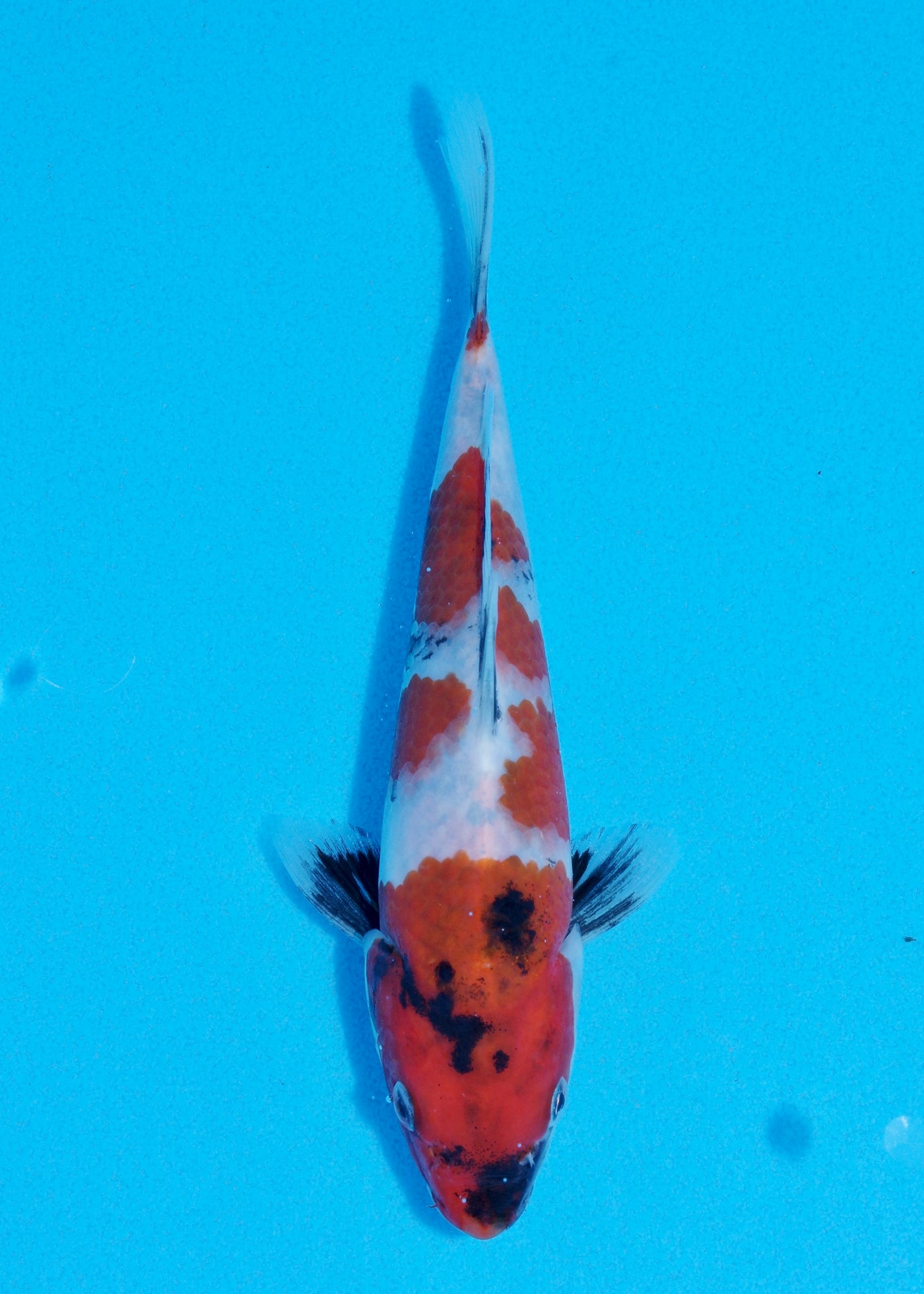 20cm Showa (Sekiguchi) REF - JUN104