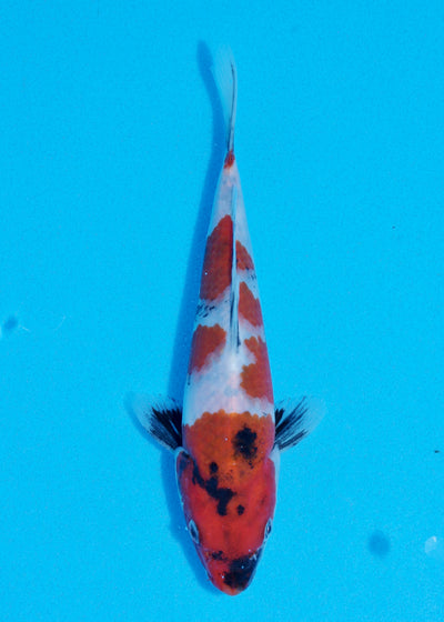 20cm Showa (Sekiguchi) REF - JUN104