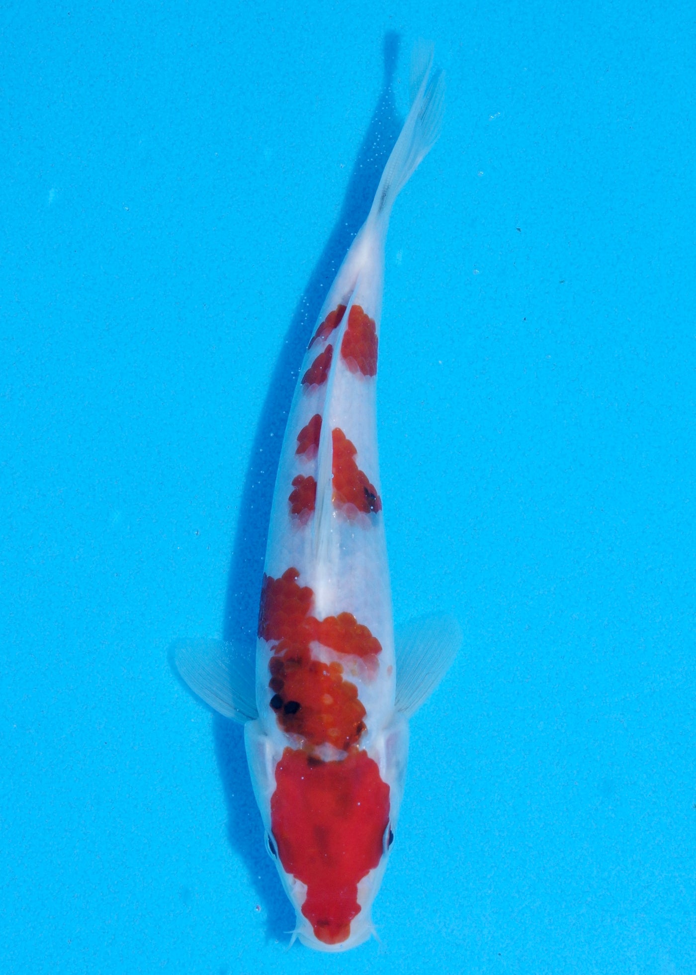 23cm Showa (Sekiguchi) REF - JUN106