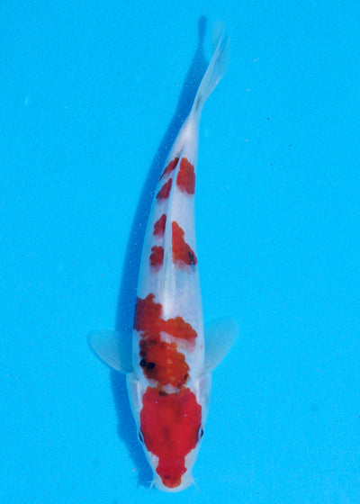 23cm Showa (Sekiguchi) REF - JUN106