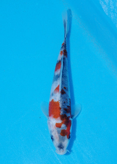 23cm Showa (Sekiguchi) REF - JUN108