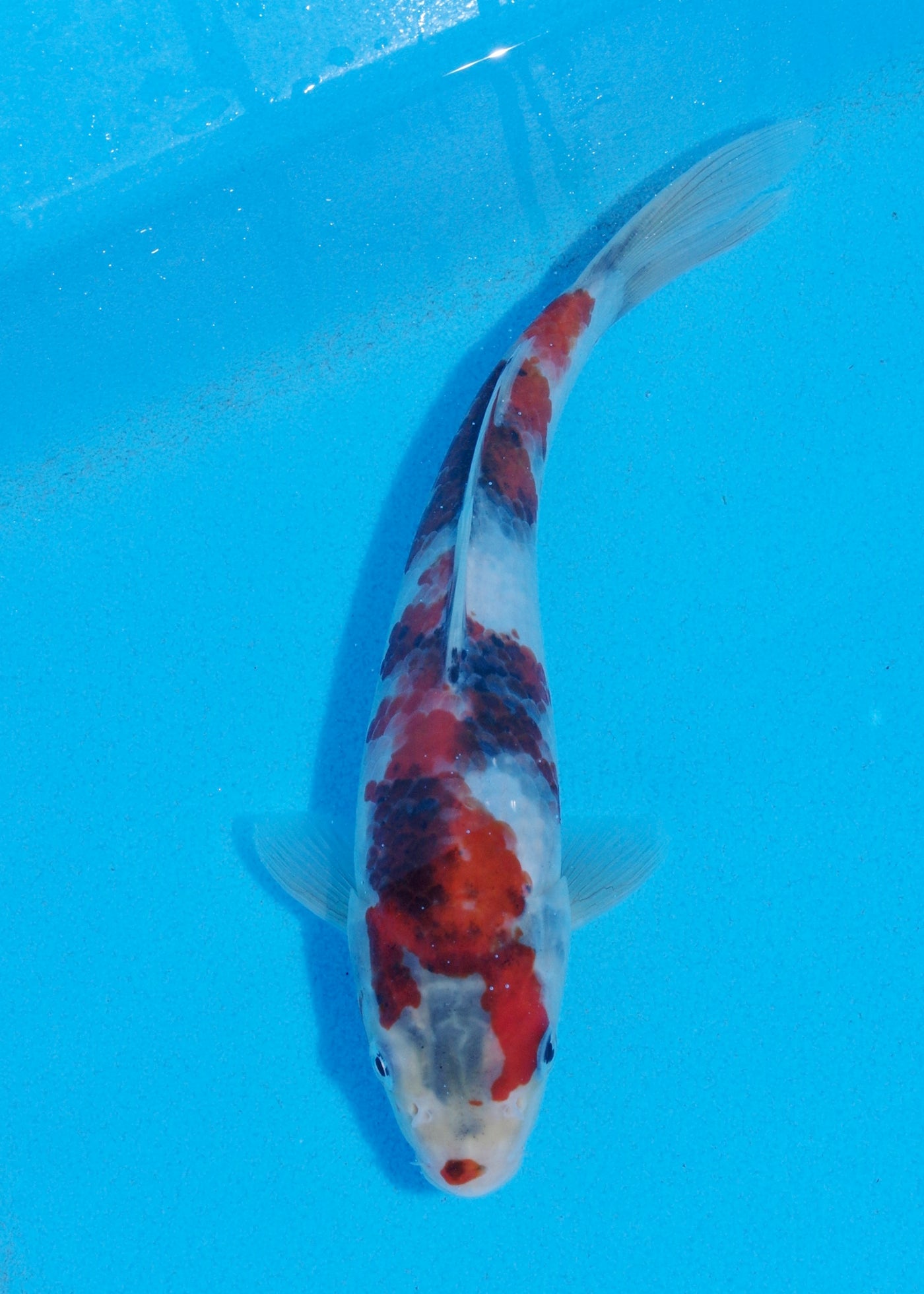 23cm Showa (Sekiguchi) REF - JUN109