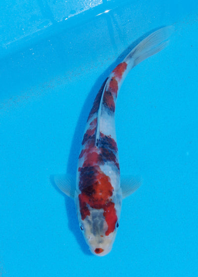 23cm Showa (Sekiguchi) REF - JUN109