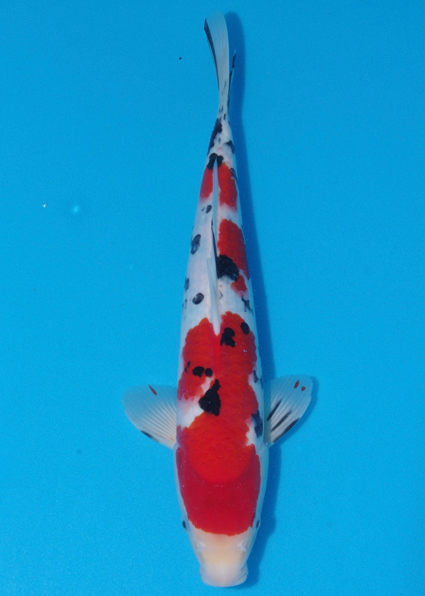 38cm Sanke (Marudo) REF - SEP100