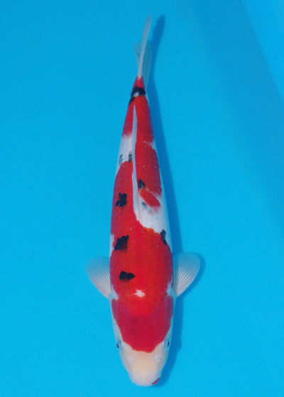 36cm Sanke (Marudo) REF - SEP101
