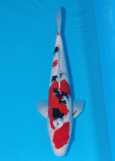 39cm Sanke (Marudo) REF - SEP102