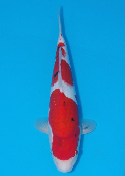 39cm Sanke (Marudo) REF - SEP103