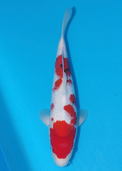 38cm Sanke (Marudo) REF - SEP104