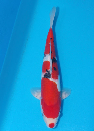 37cm Sanke (Marudo) REF - SEP105