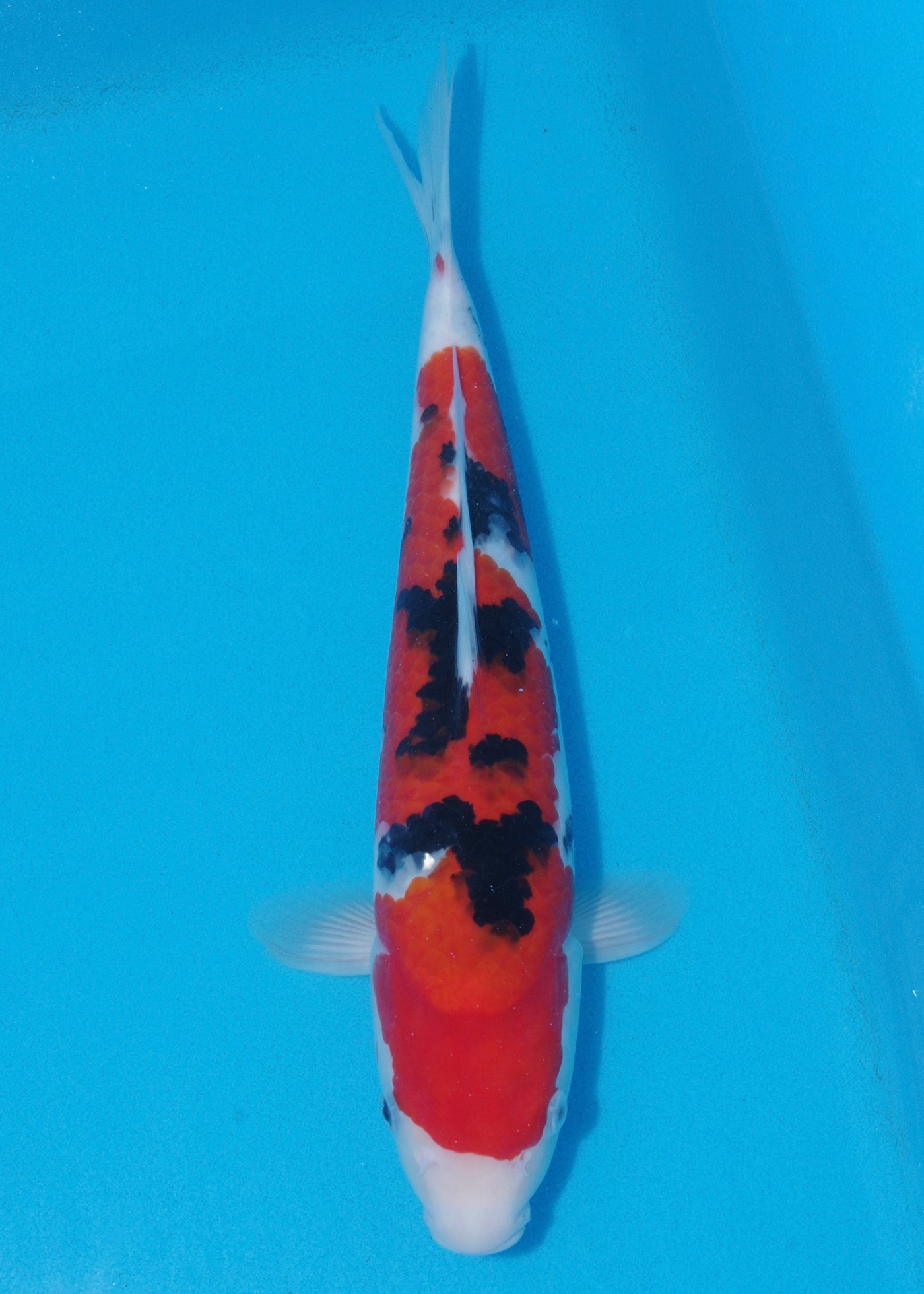 37cm Sanke (Marudo) REF - SEP106