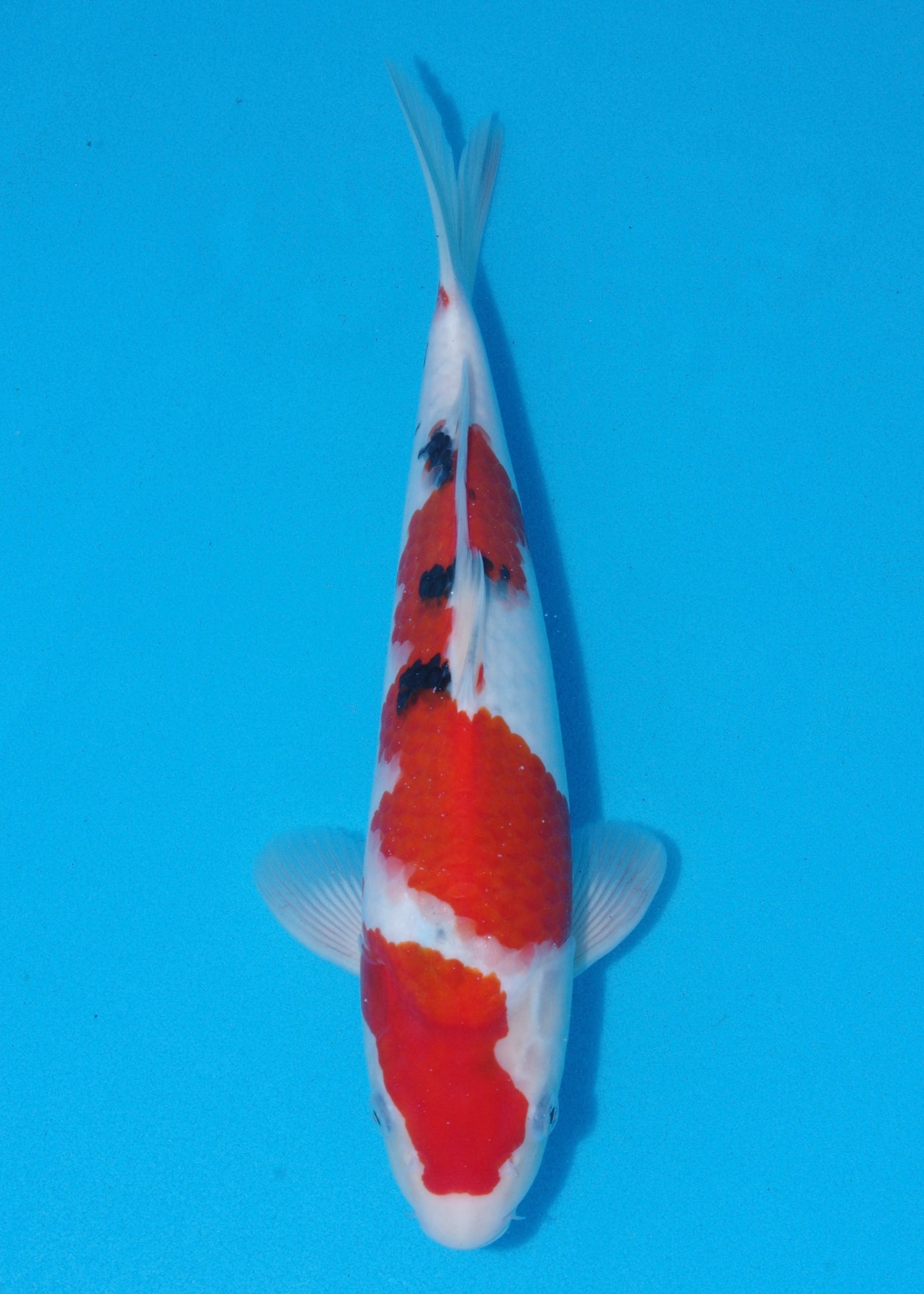 35cm Sanke (Marudo) REF - SEP107