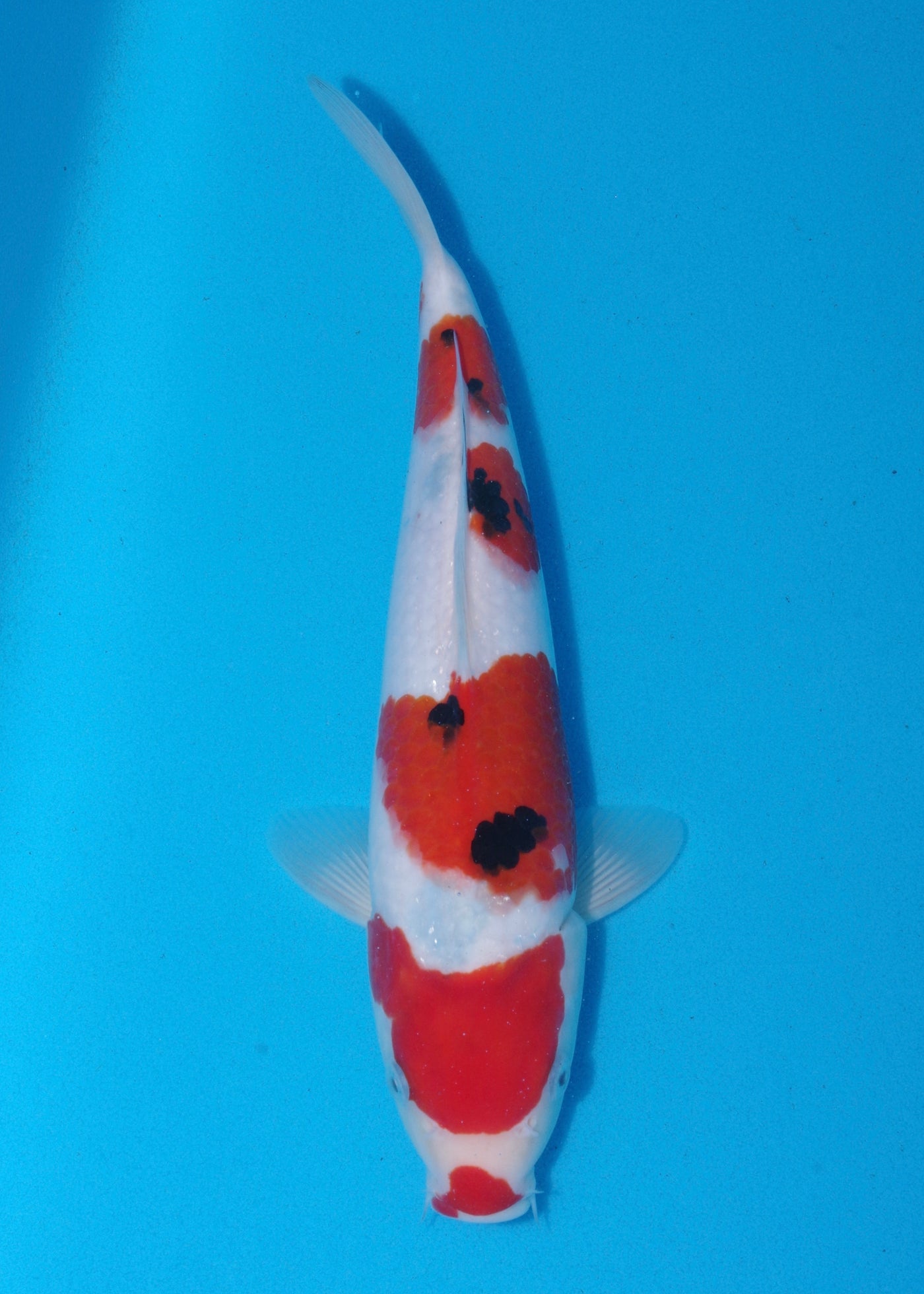 33cm Sanke (Marudo) REF - SEP108