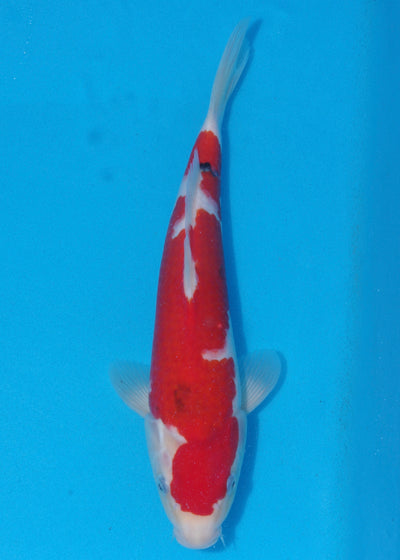 35cm Sanke (Marudo) REF - SEP109