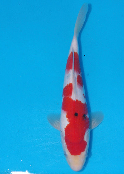 33cm Sanke (Marudo) REF - SEP110