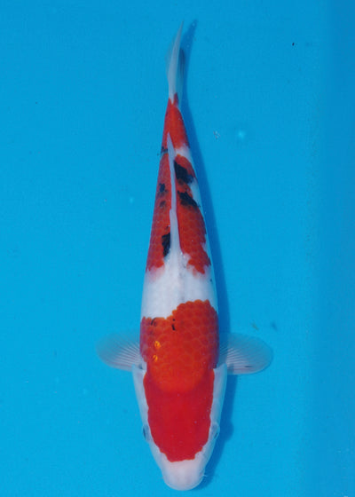 34cm Sanke (Marudo) REF - SEP111