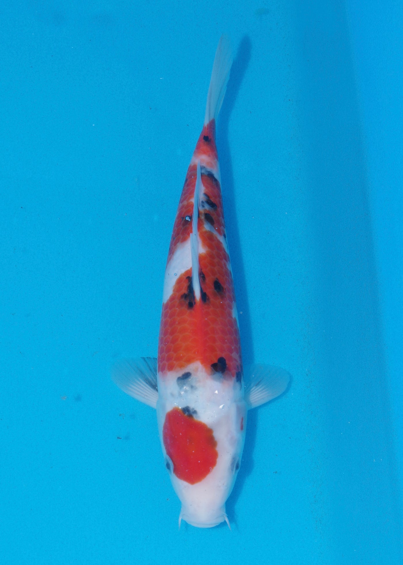 30cm Sanke (Marudo) REF - SEP112
