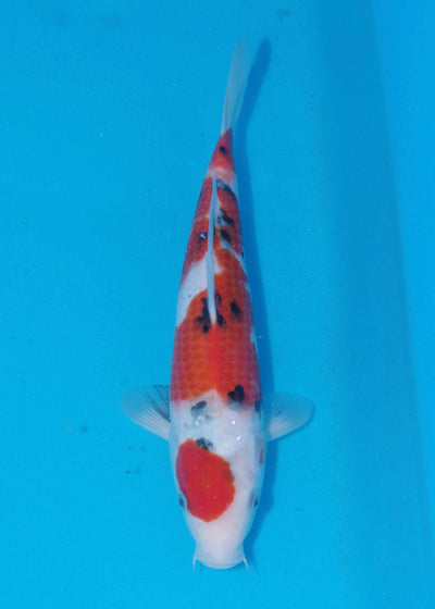 30cm Sanke (Marudo) REF - SEP112