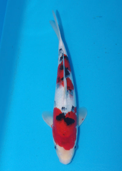 34cm Sanke (Marudo) REF - SEP113