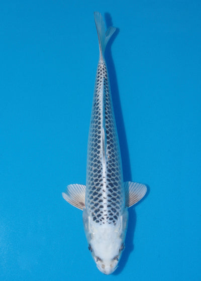 39cm Gin Matsuba (Hosokai) REF - SEP114
