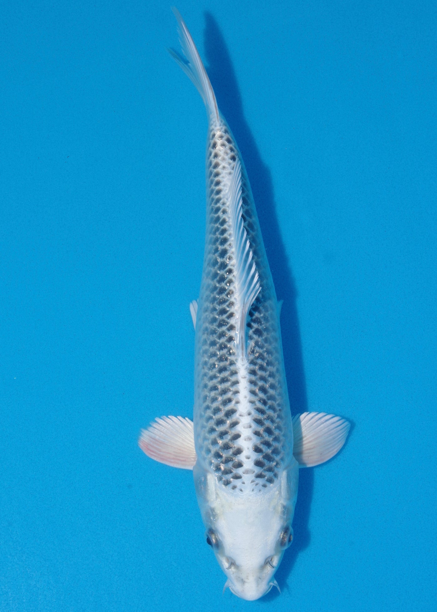 34cm Gin Matsuba (Hosokai) REF - SEP115