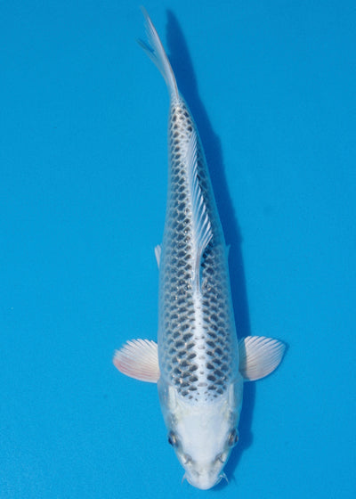 34cm Gin Matsuba (Hosokai) REF - SEP115
