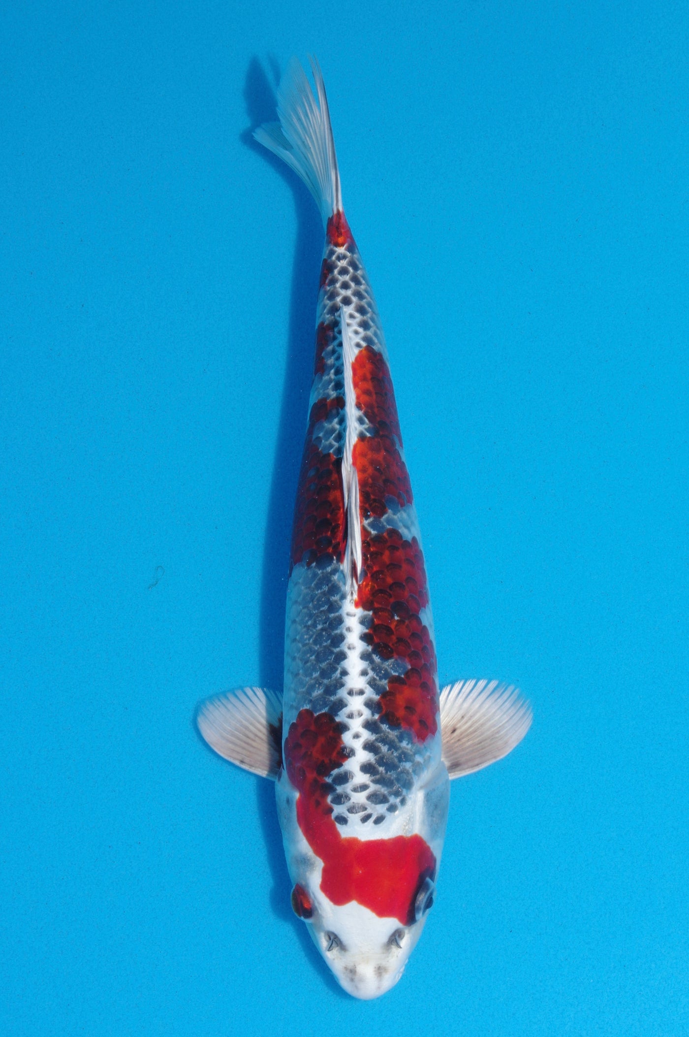 34cm Kujaku (Hosokai) REF - SEP117