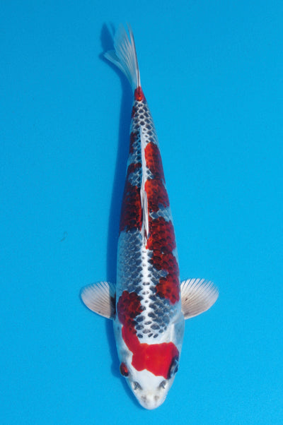 34cm Kujaku (Hosokai) REF - SEP117