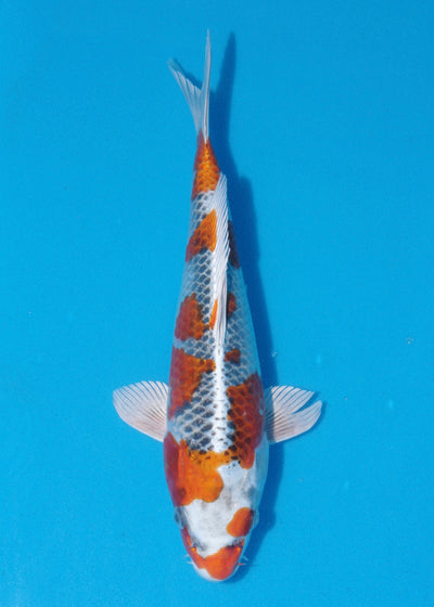 32cm Kujaku (Hosokai) REF - SEP118