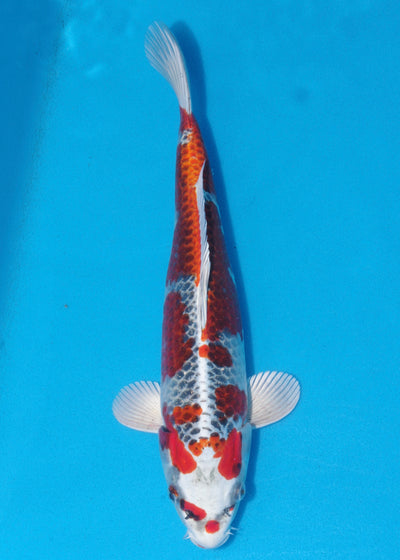 32cm Kujaku (Hosokai) REF - SEP119