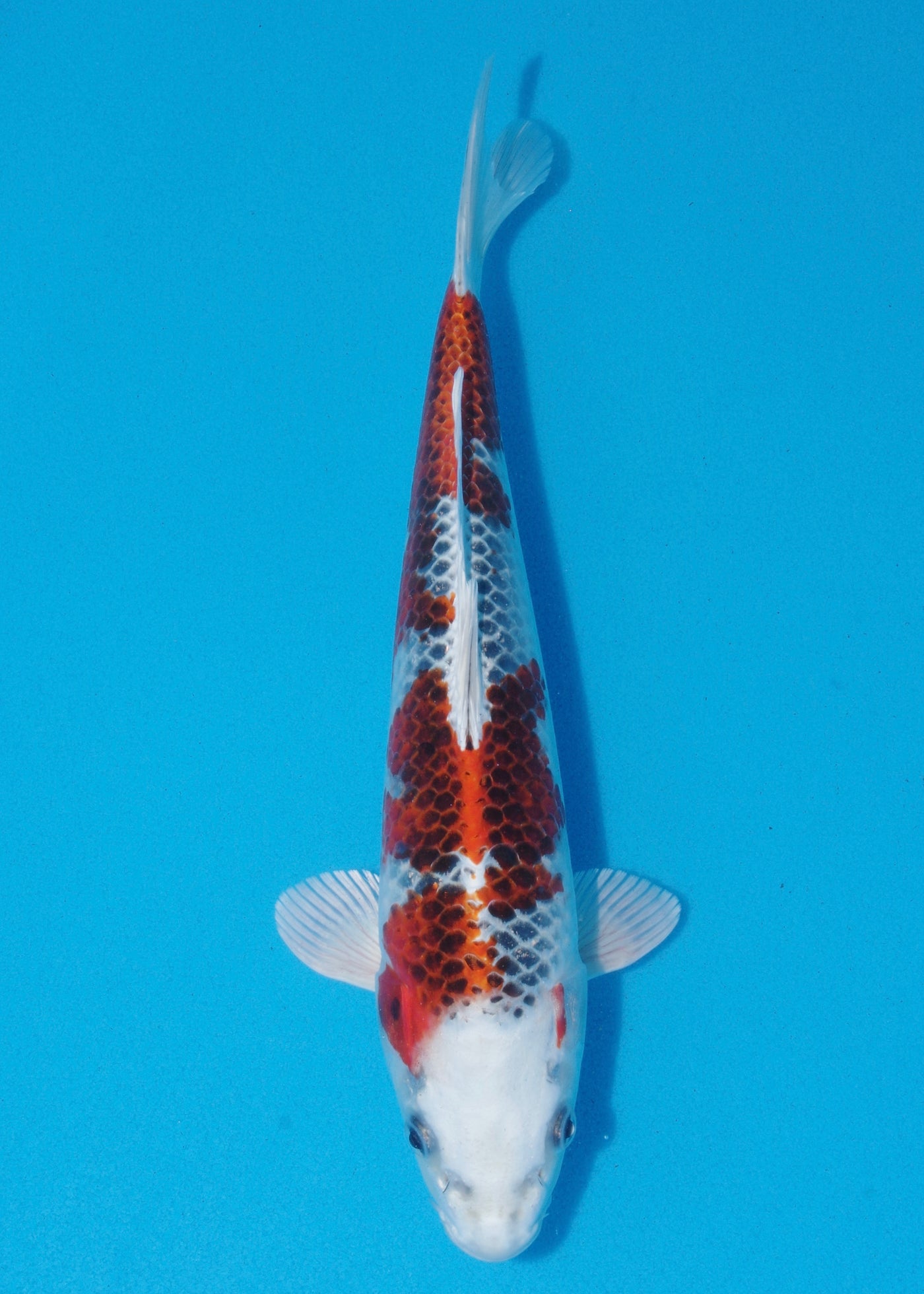 32cm Kujaku (Hosokai) REF - SEP121