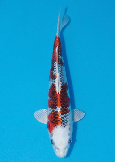 32cm Kujaku (Hosokai) REF - SEP121