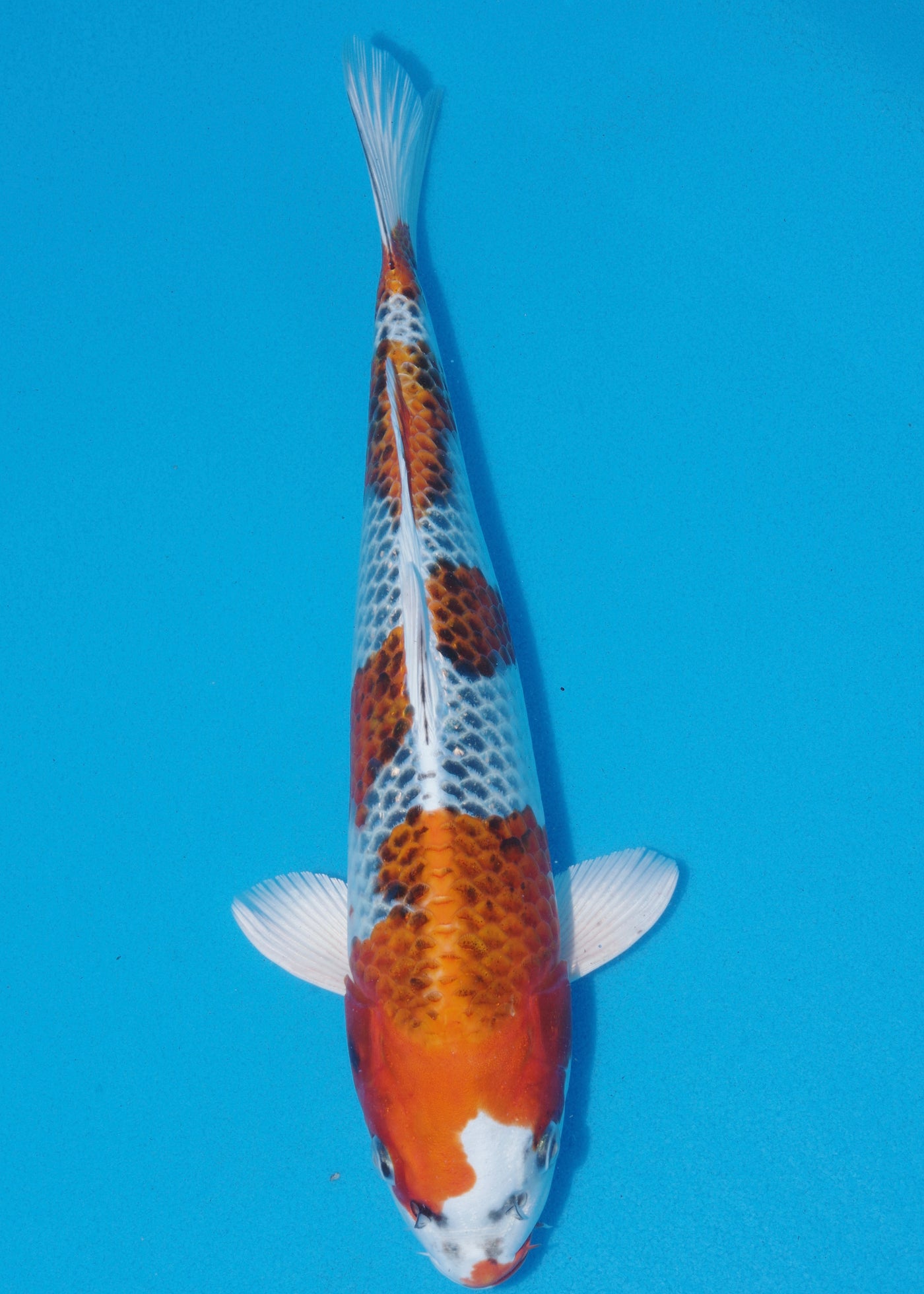 34cm Kujaku (Hosokai) REF - SEP123