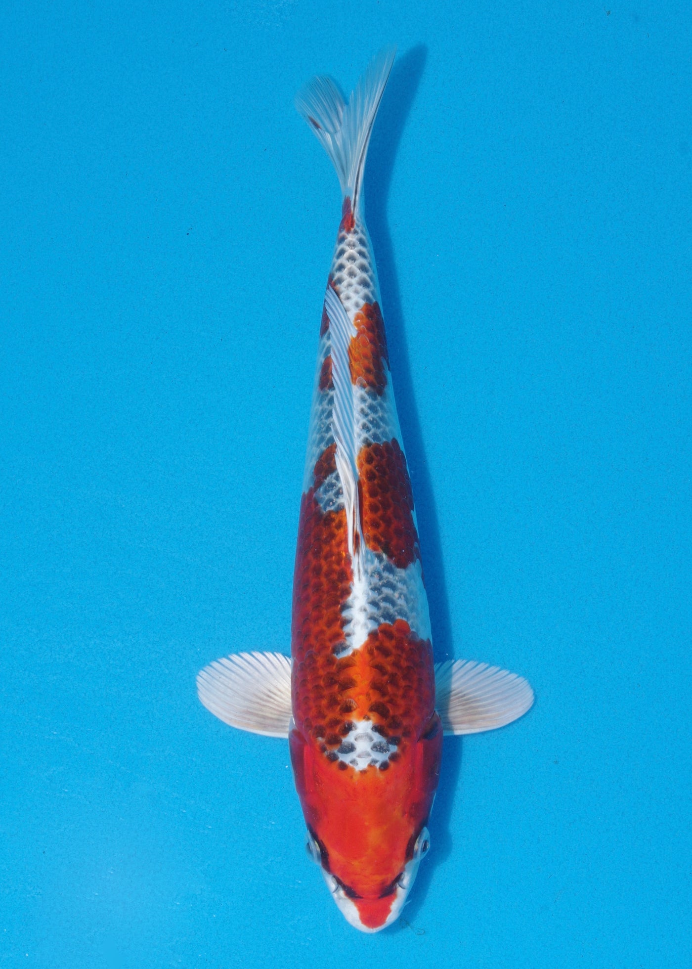 31cm Kujaku (Hosokai) REF - SEP124