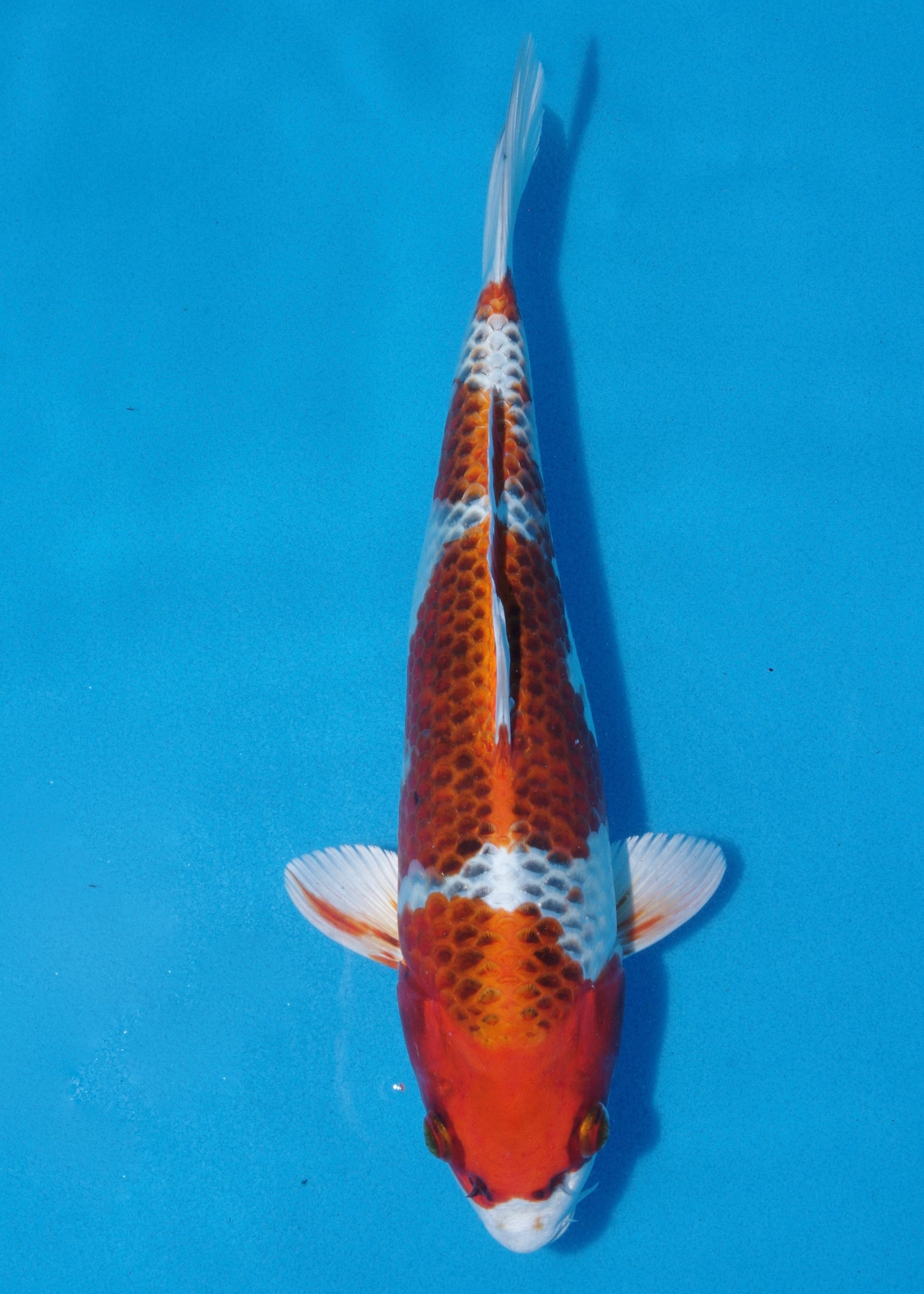 30cm Kujaku (Hosokai) REF - SEP125