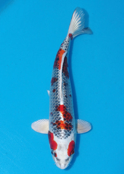 33cm Kujaku (Hosokai) REF - SEP126
