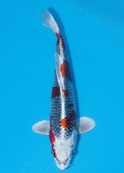 31cm Kujaku (Hosokai) REF - SEP128