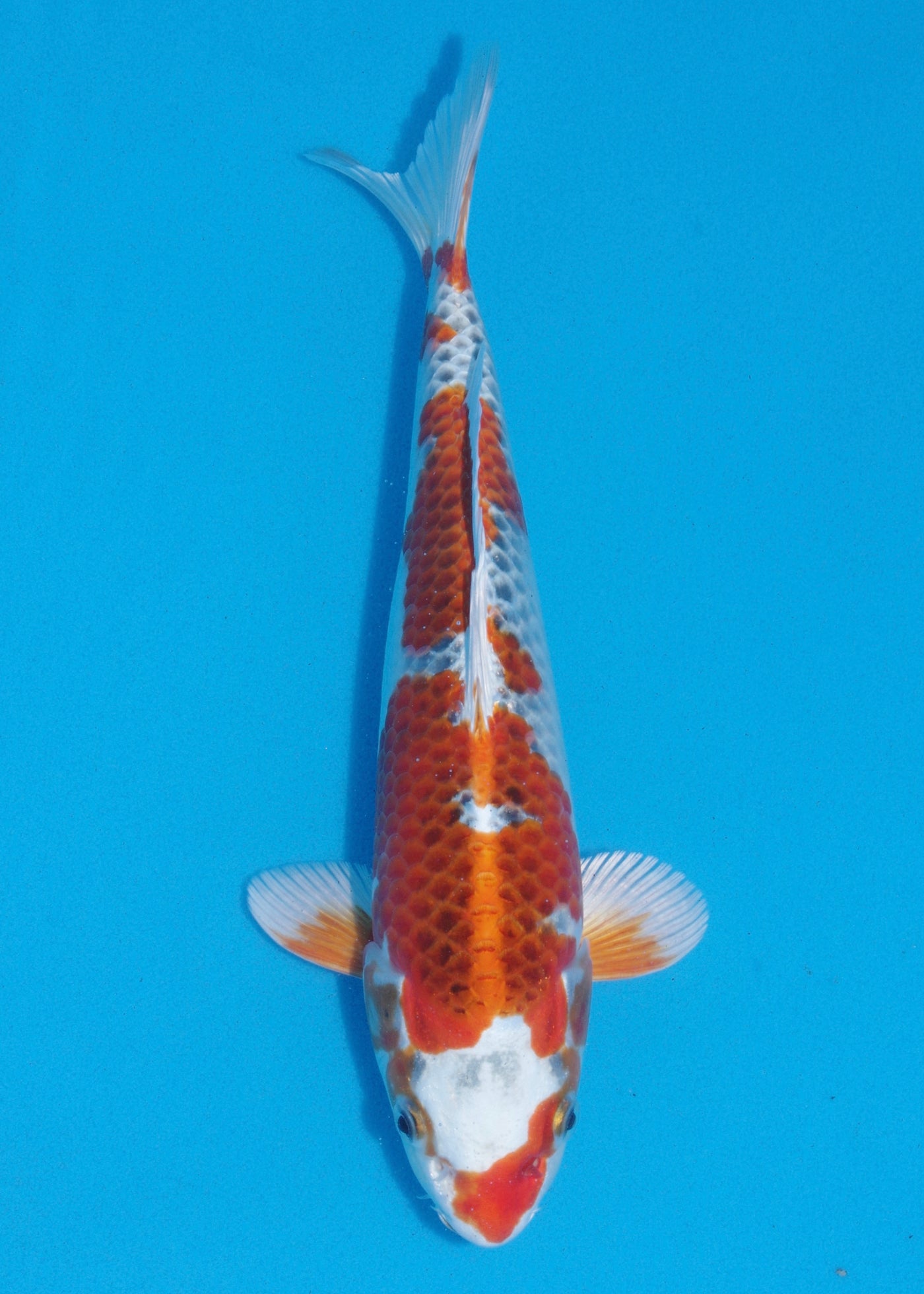 31cm Kujaku (Hosokai) REF - SEP129