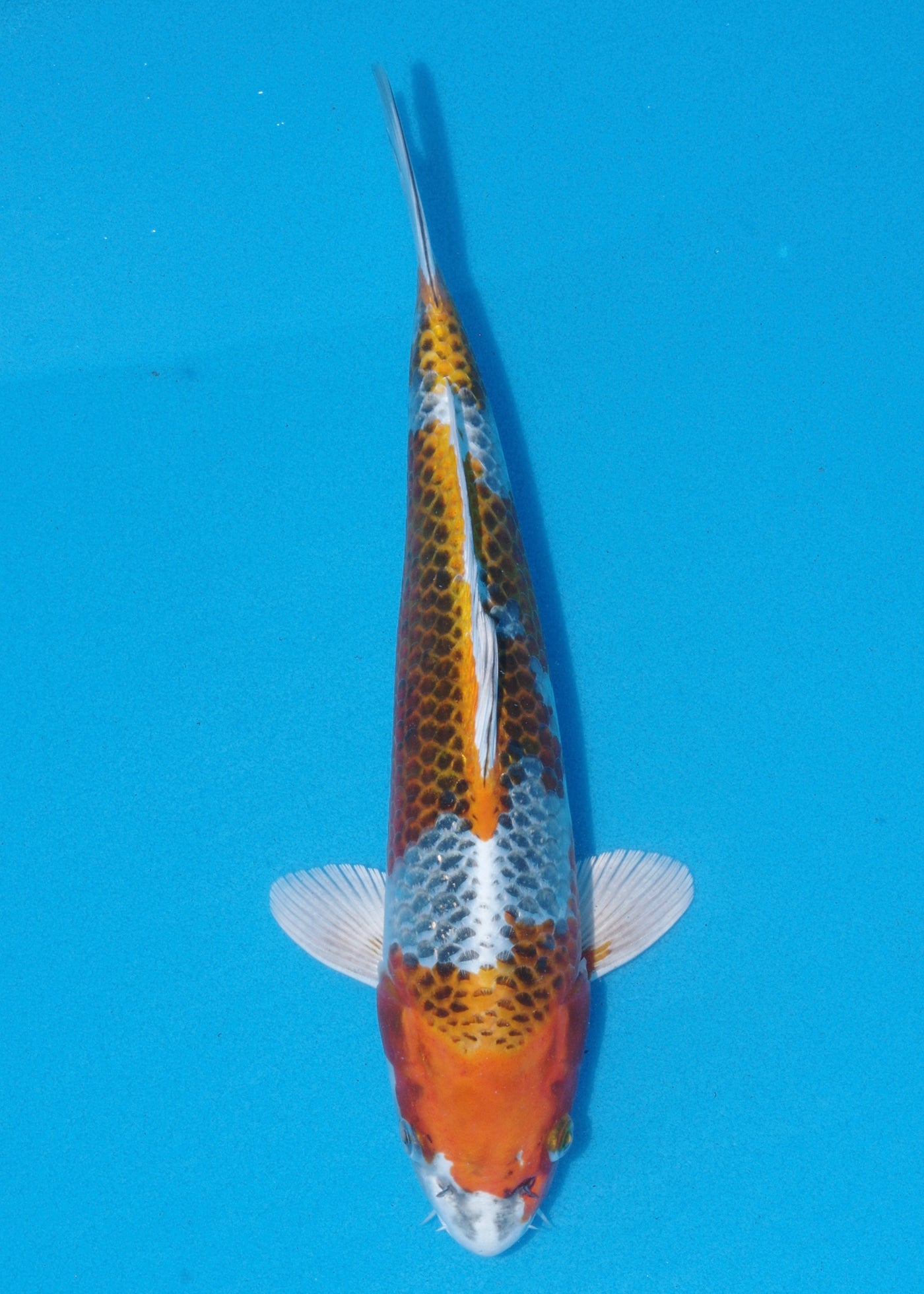 31cm Kujaku (Hosokai) REF - SEP130