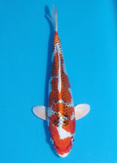 29cm Kujaku (Hosokai) REF - SEP131