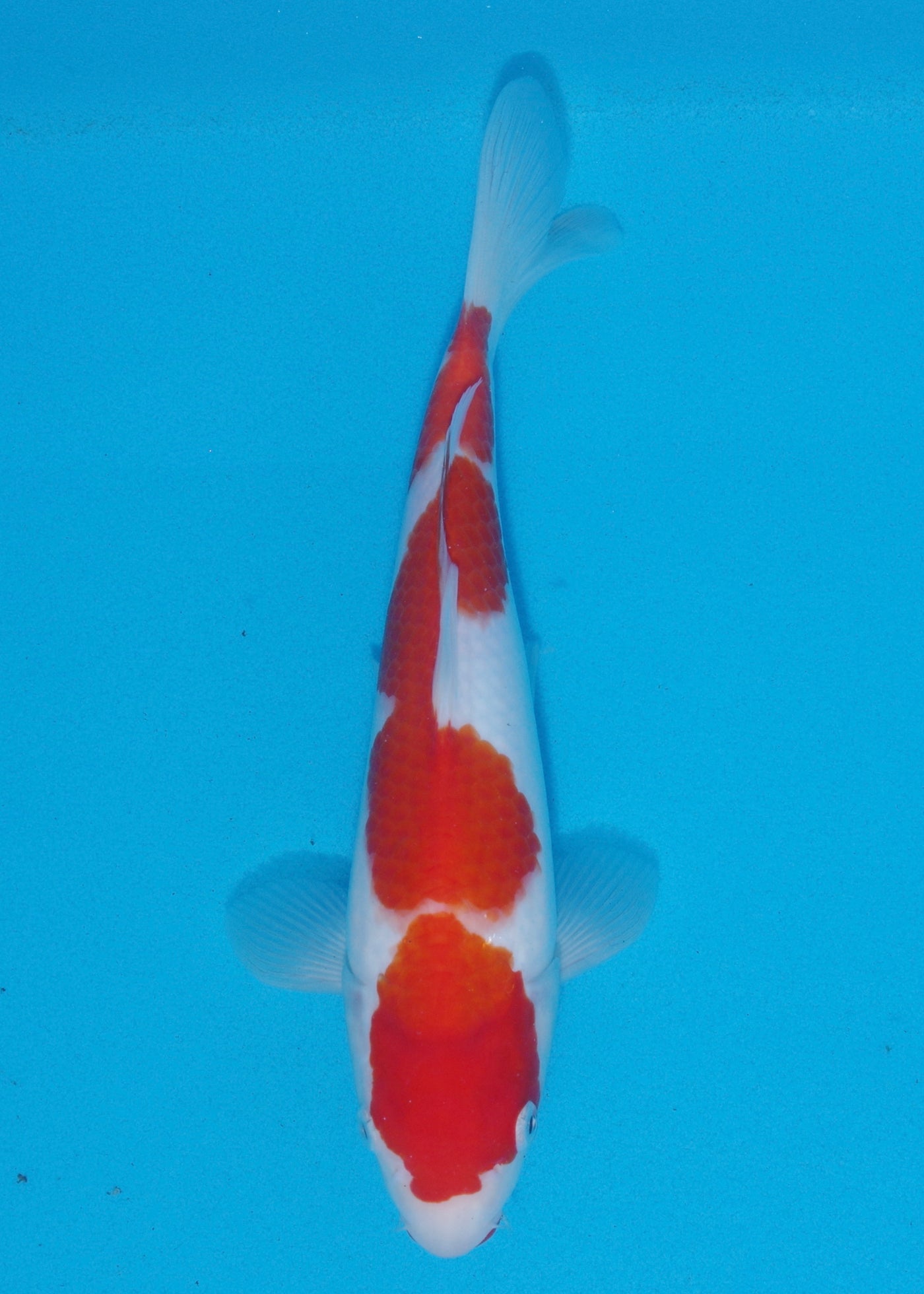 29cm Kohaku (Hosokai) REF - SEP132
