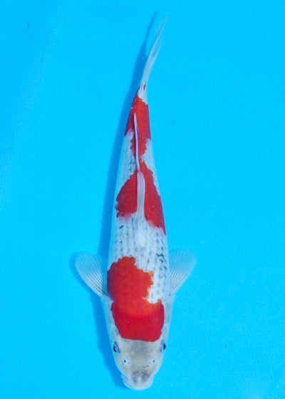 27cm Goshiki (Byer Koi Farm) REF - SEP012