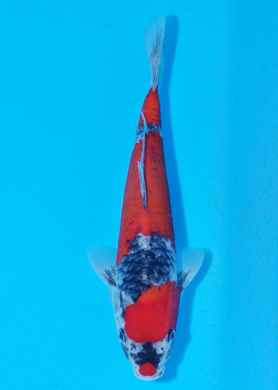 29cm Goshiki (Byer Koi Farm) REF - SEP006