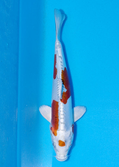 30cm Doitsu Metallic Ochiba (Byer Koi Farm) REF - SEP010