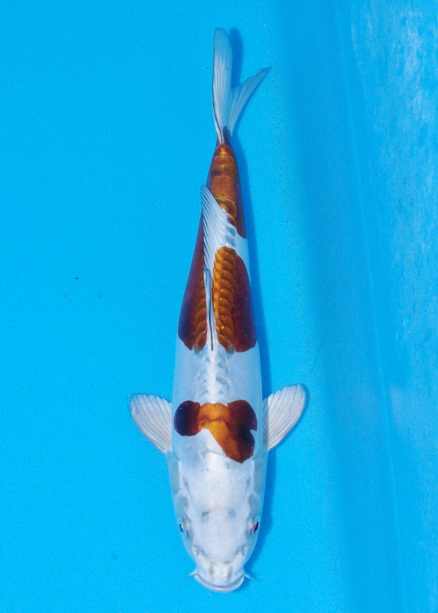 30cm Doitsu Metallic Ochiba (Byer Koi Farm) REF - SEP013