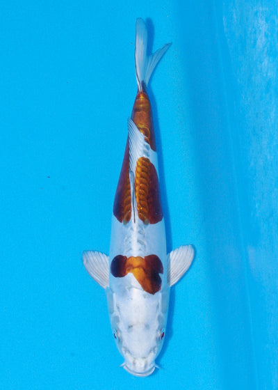 30cm Doitsu Metallic Ochiba (Byer Koi Farm) REF - SEP013
